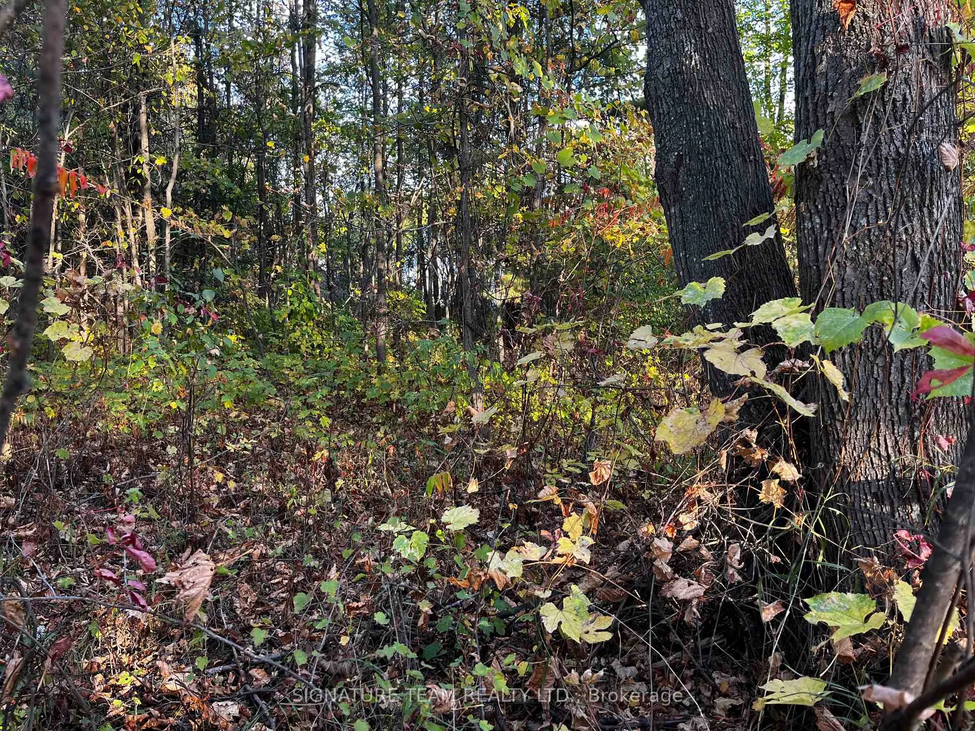 Photo 4 of lot 0 Bellamy Road, McNab/Braeside, Mcnab/Braeside Twps — HOMEH