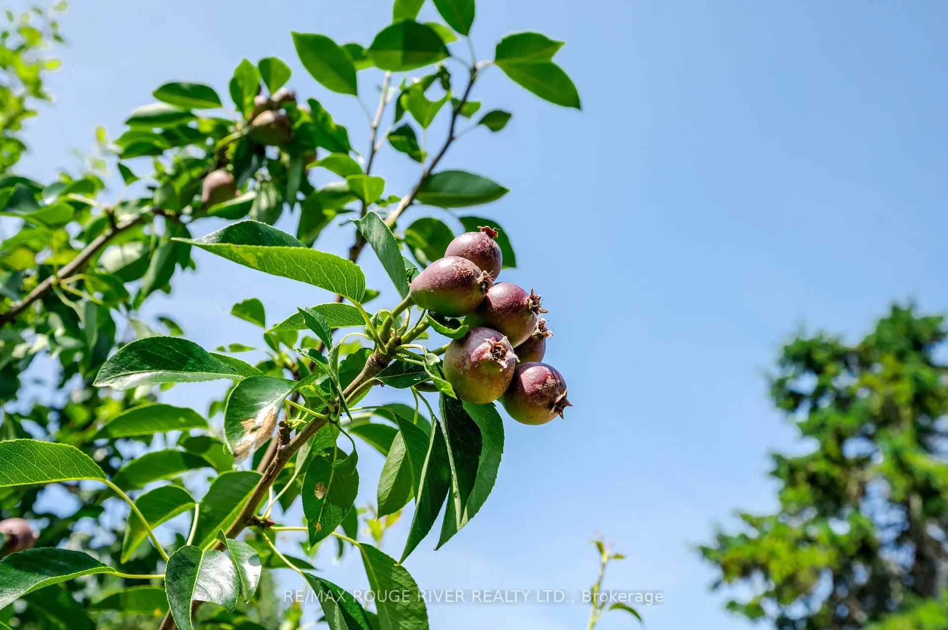 Photo 39 of 875 Westwood Crescent, Cobourg — HOMEH