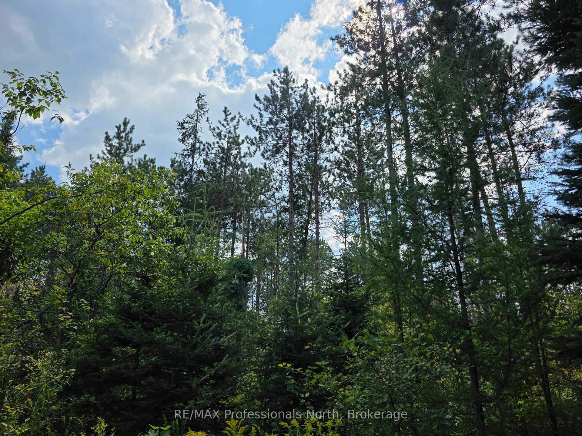 Photo 7 of Geeza Road, Minden Hills, Snowdon — HOMEH