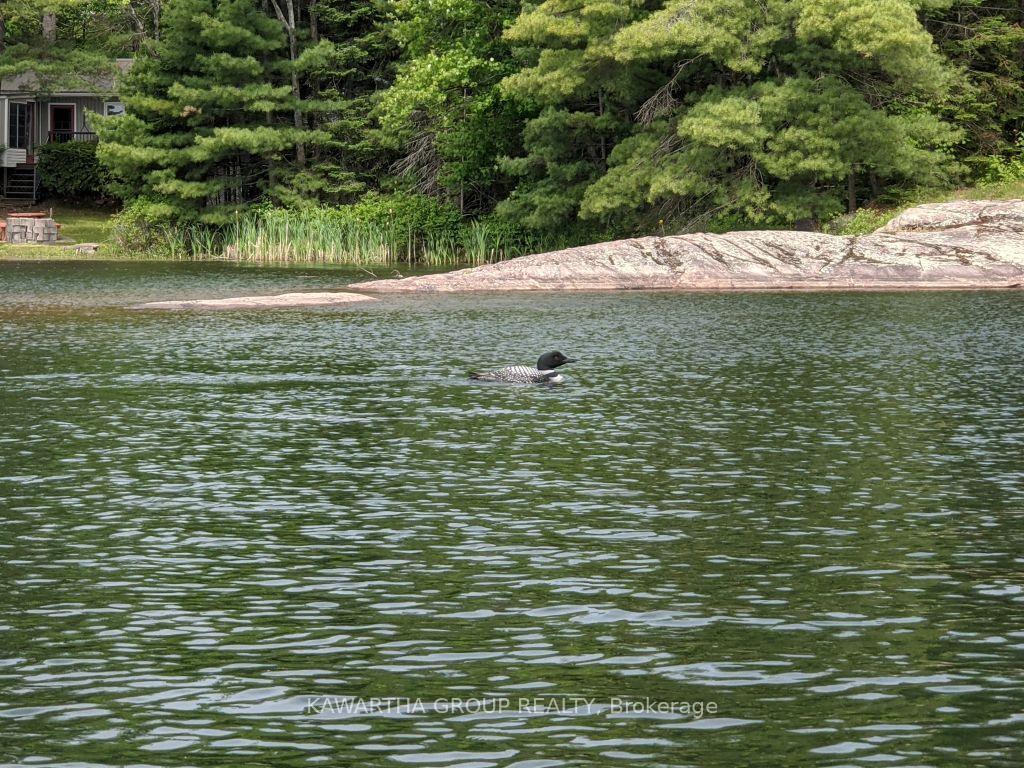 Photo 48 of 1339 Spar Lake Road, Minden Hills, Lutterworth — HOMEH