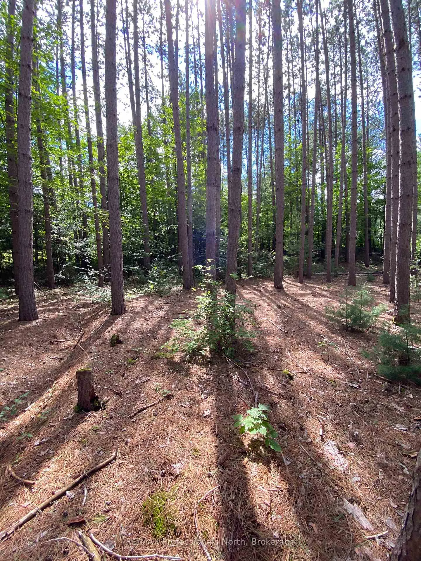 Photo 4 of Maebar Road, Minden Hills, Minden — HOMEH