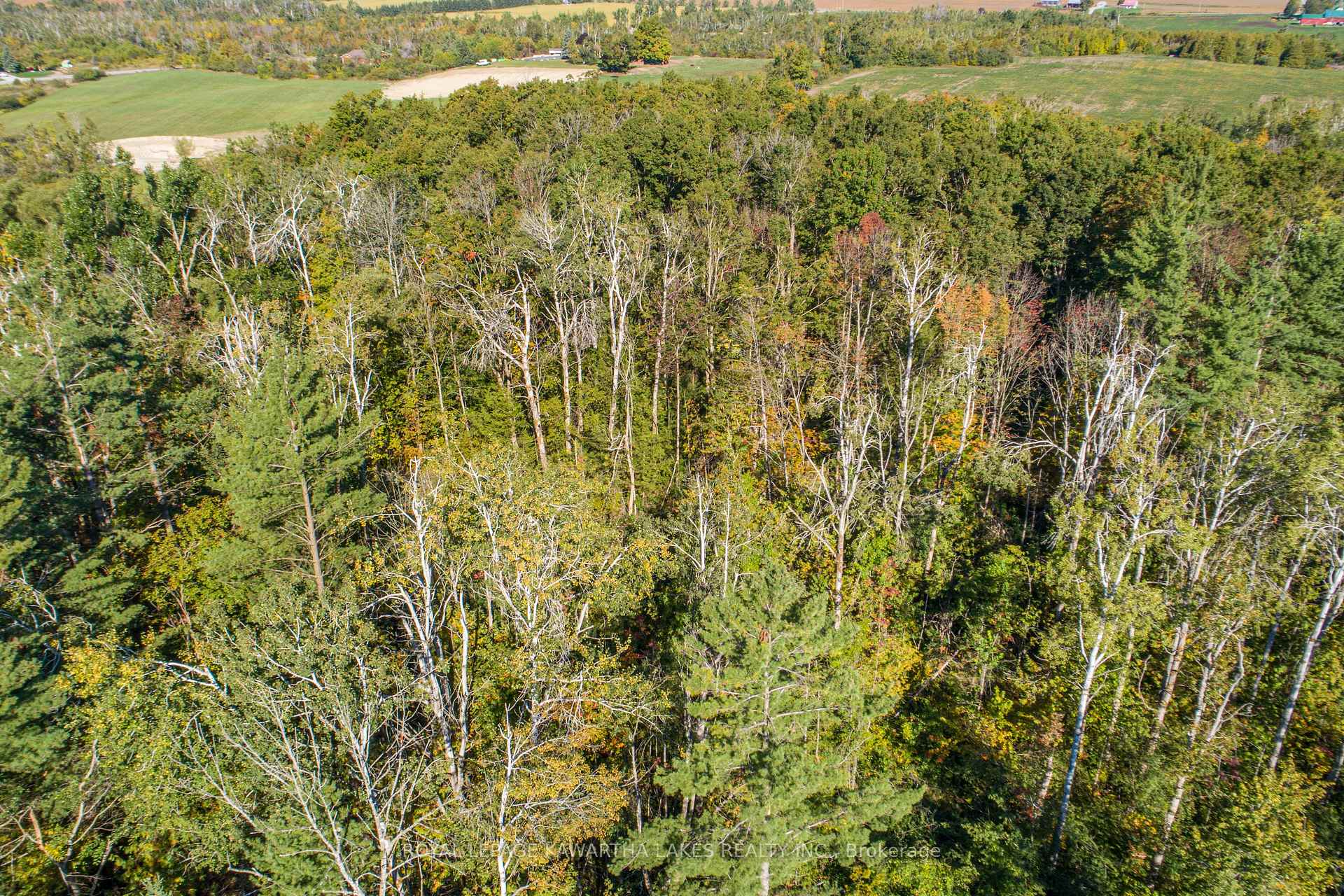 Photo 30 of 979 Linden Valley Road, Kawartha Lakes, Woodville — HOMEH