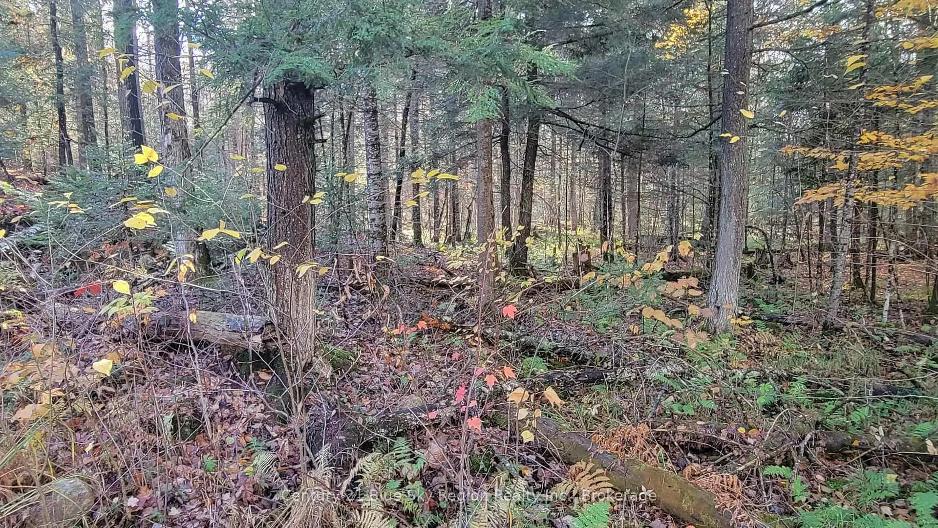Photo 16 of Pt Lt 2 Con 4 McFadden Line, Parry Sound Remote Area, Laurier — HOMEH