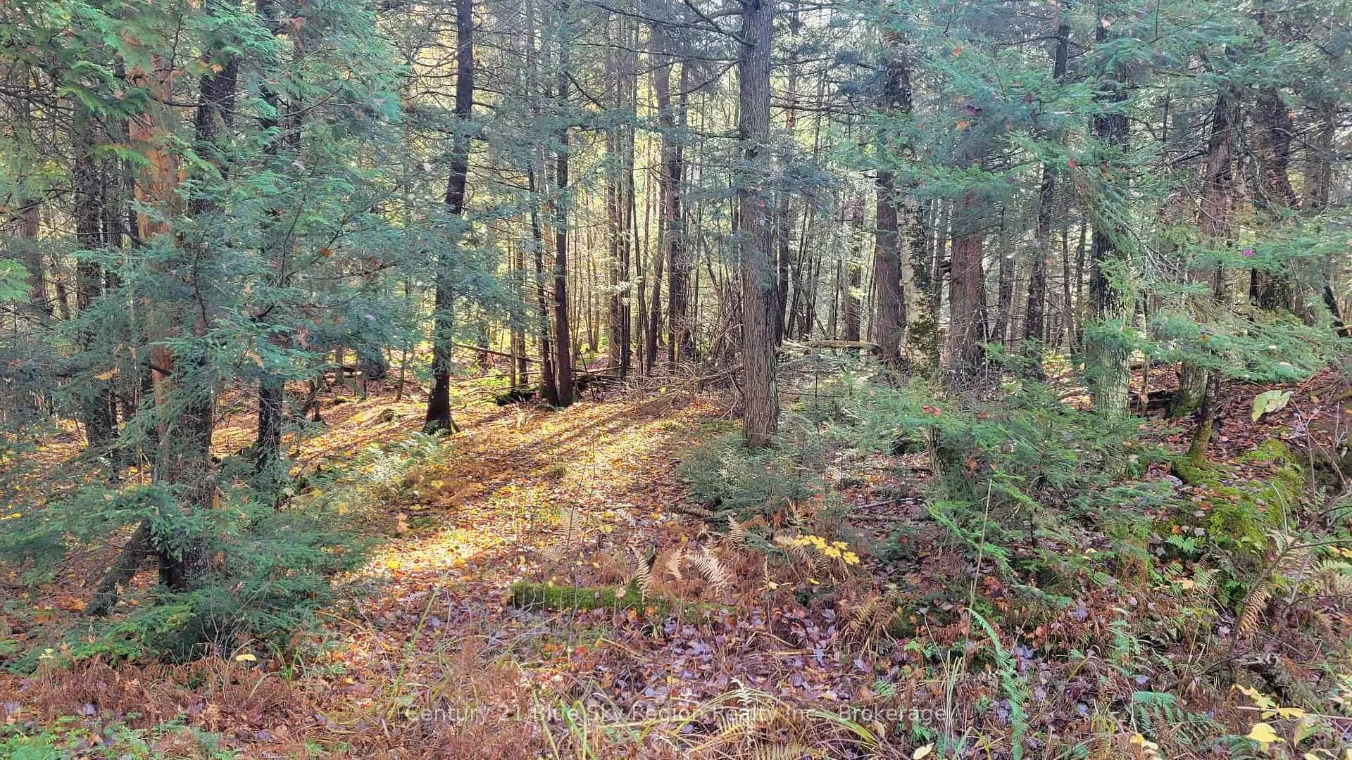 Photo 17 of Pt Lt 2 Con 4 McFadden Line, Parry Sound Remote Area, Laurier — HOMEH