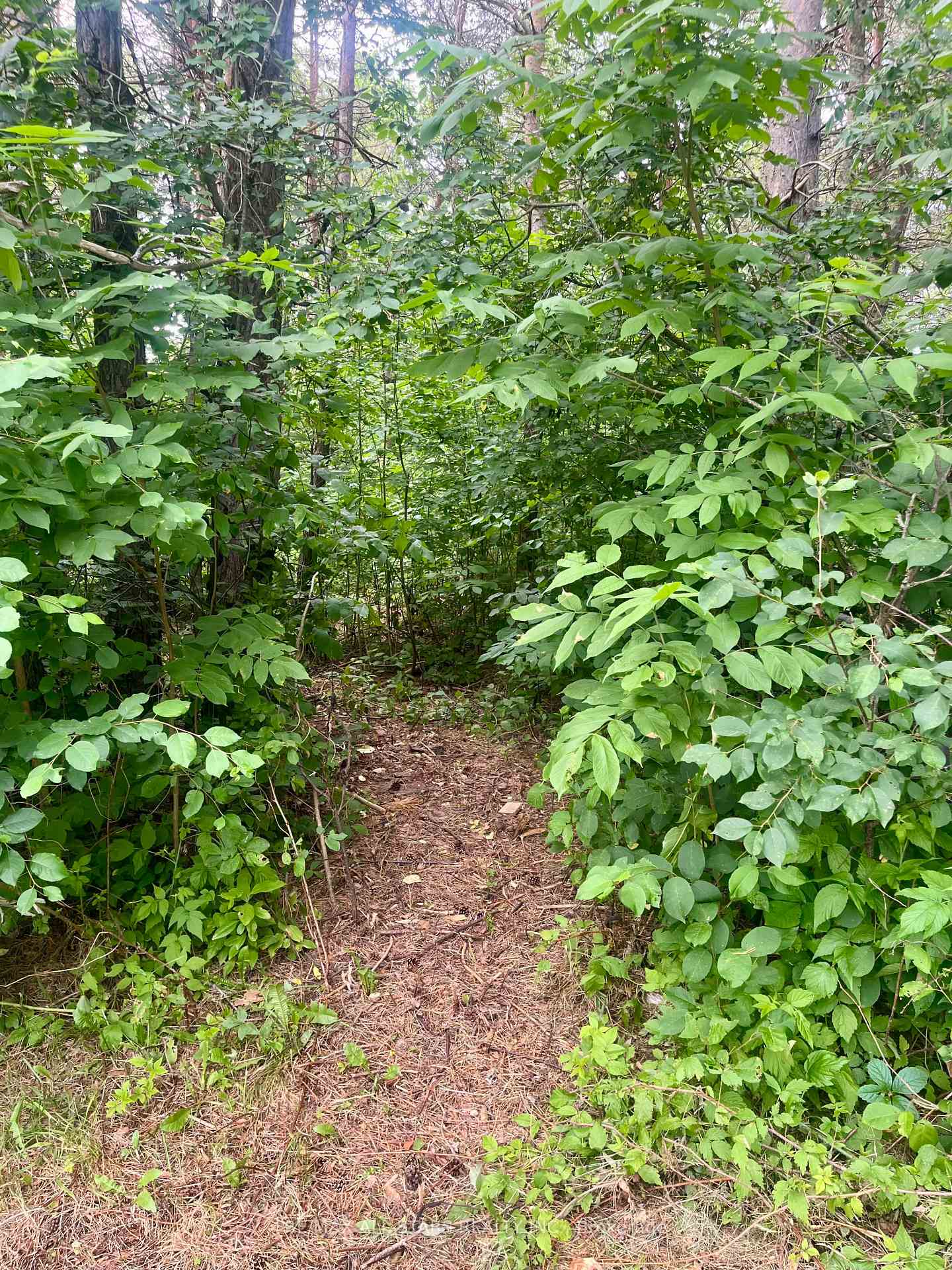 Photo 21 of 10750 ON-522, Parry Sound Remote Area, Arnstein — HOMEH
