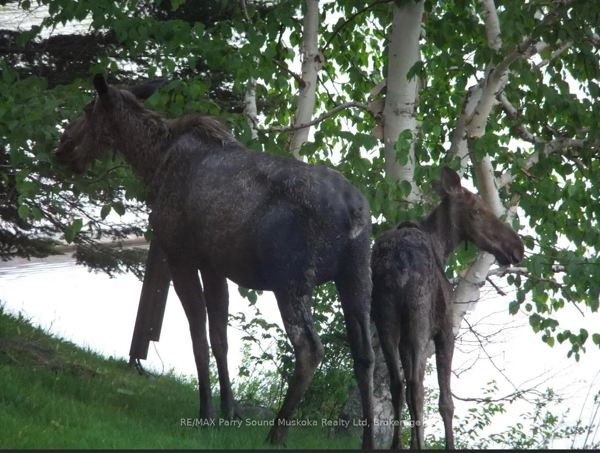 Photo 3 of 185 Wilson, Parry Sound Remote Area, Wilson — HOMEH
