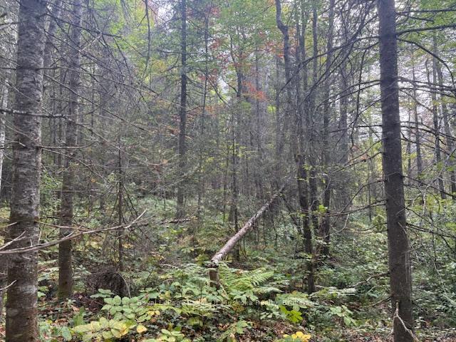 Photo 3 of Boundary Road, Parry Sound Remote Area, Lount — HOMEH