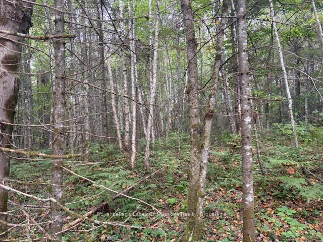 Photo 4 of Boundary Road, Parry Sound Remote Area, Lount — HOMEH