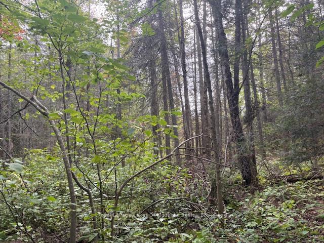Photo 5 of Boundary Road, Parry Sound Remote Area, Lount — HOMEH