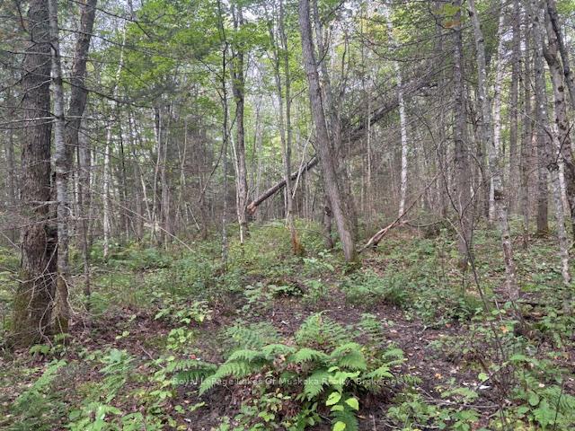 Photo 6 of Boundary Road, Parry Sound Remote Area, Lount — HOMEH