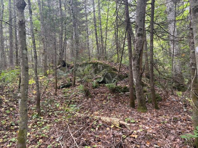 Photo 7 of Boundary Road, Parry Sound Remote Area, Lount — HOMEH