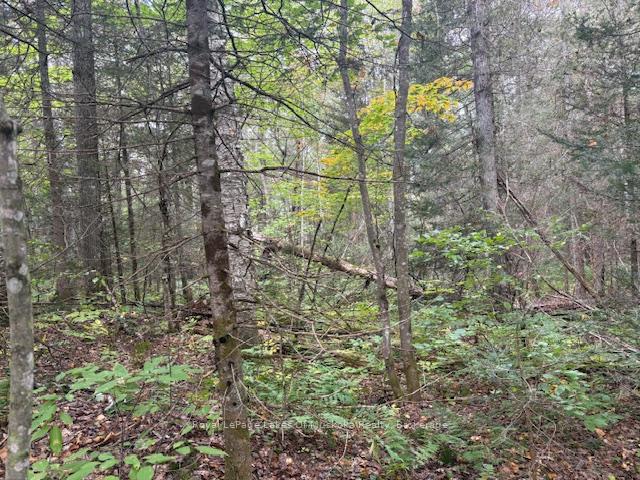 Photo 8 of Boundary Road, Parry Sound Remote Area, Lount — HOMEH