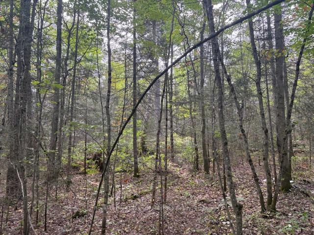 Photo 9 of Boundary Road, Parry Sound Remote Area, Lount — HOMEH