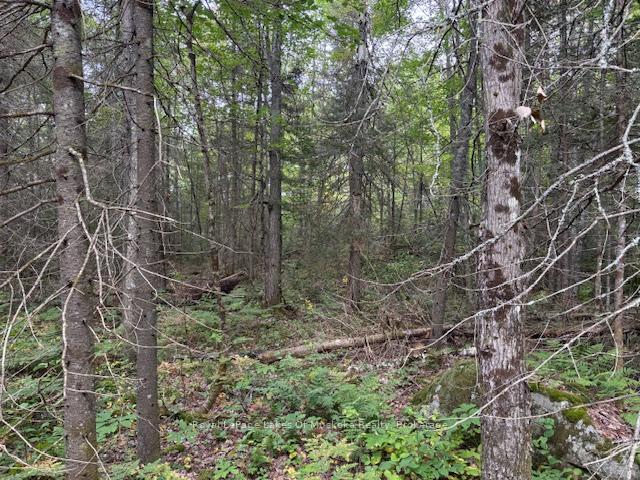 Photo 11 of Boundary Road, Parry Sound Remote Area, Lount — HOMEH
