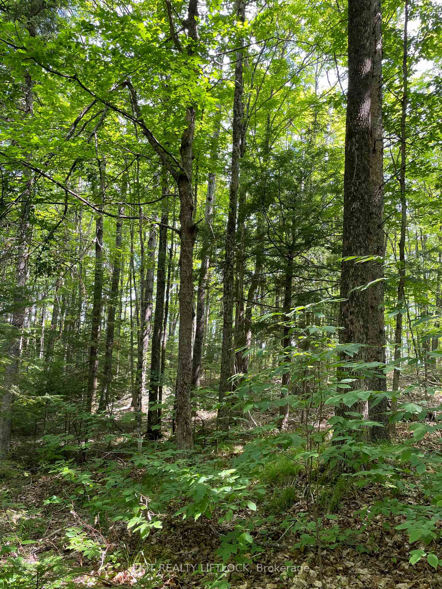Photo 5 of 1387 County Road 620, North Kawartha — HOMEH