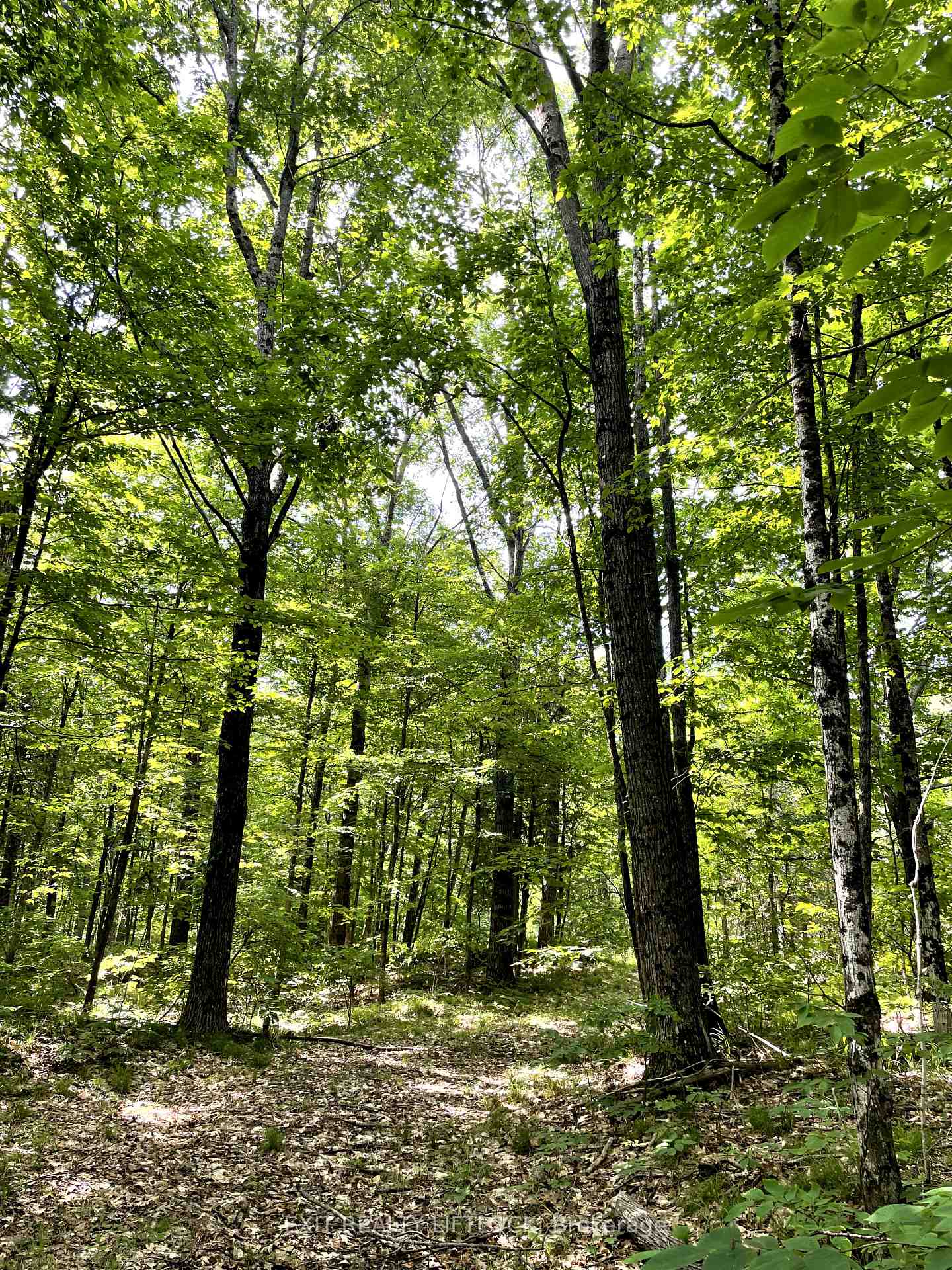 Photo 7 of 1387 County Road 620, North Kawartha — HOMEH