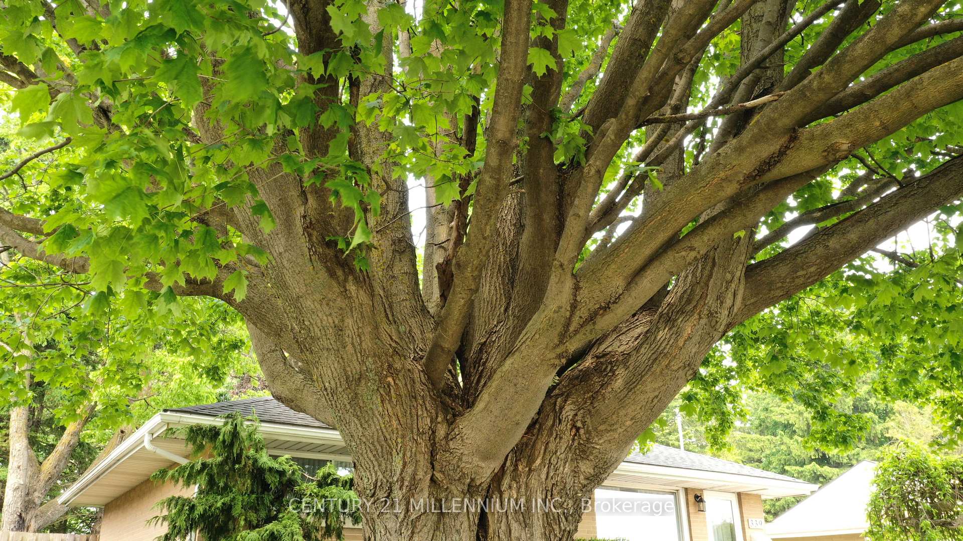 Photo 4 of 339 Broadway, Orangeville — HOMEH