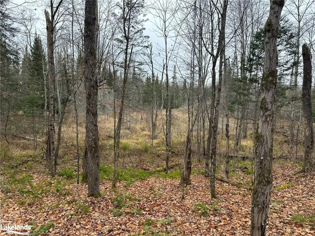 Photo 5 of LOT 2 Hill And Gully Road, Ryerson — HOMEH