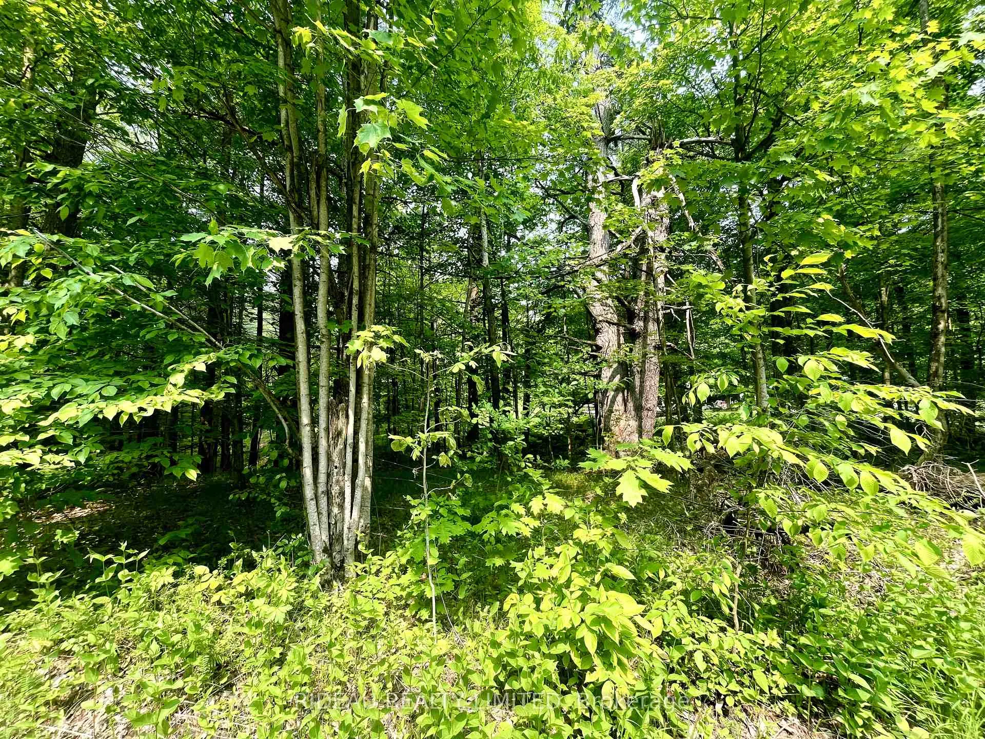 Photo 3 of P7 Clear Lake Road, Rideau Lakes, Rideau Lakes (South Crosby) Twp — HOMEH