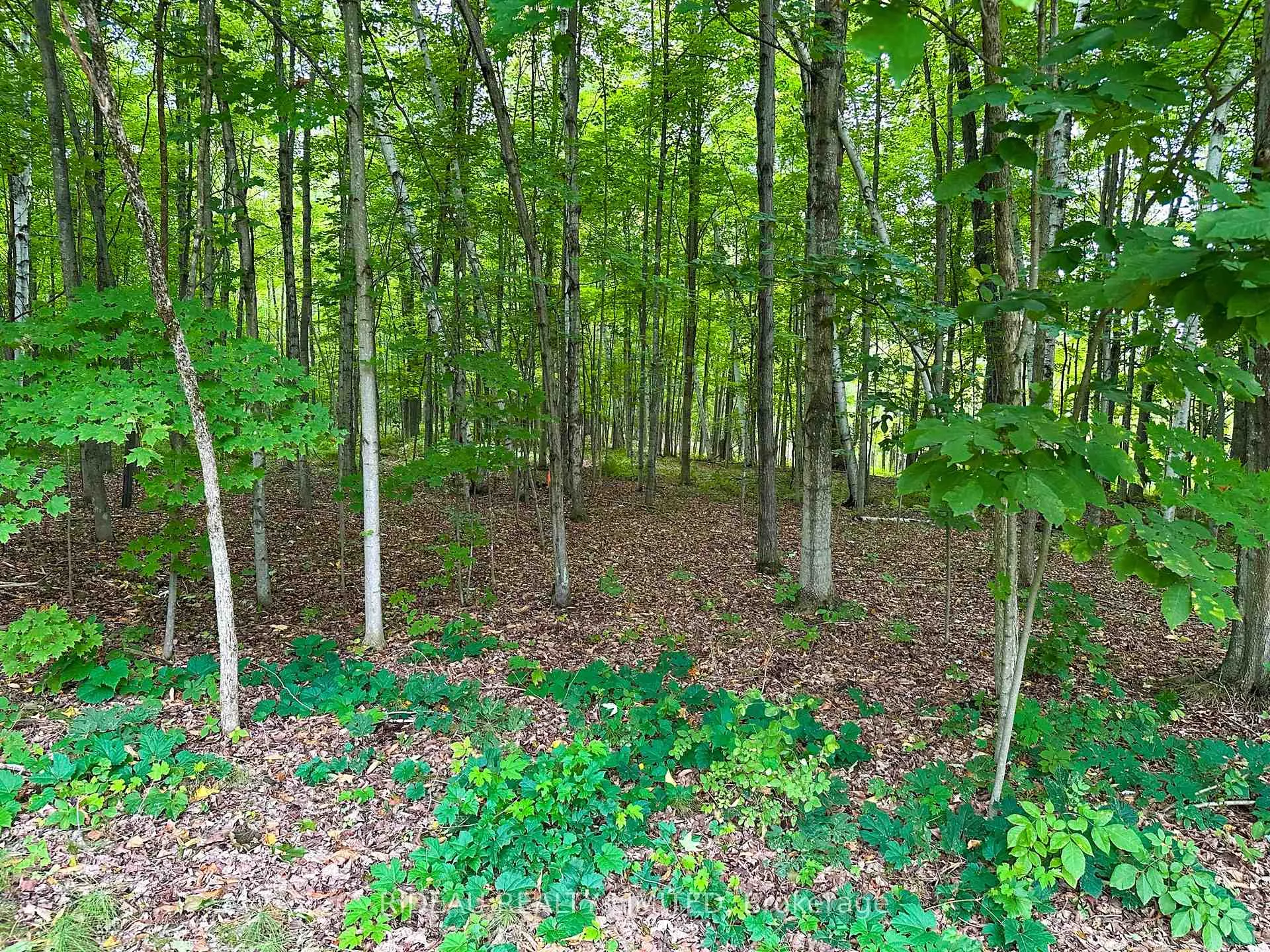 Photo 8 of PL4 Cedar Sands Road, Rideau Lakes, Rideau Lakes (South Crosby) Twp — HOMEH