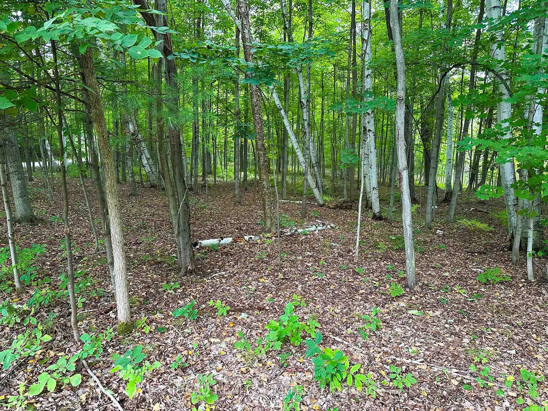 Photo 9 of PL4 Cedar Sands Road, Rideau Lakes, Rideau Lakes (South Crosby) Twp — HOMEH