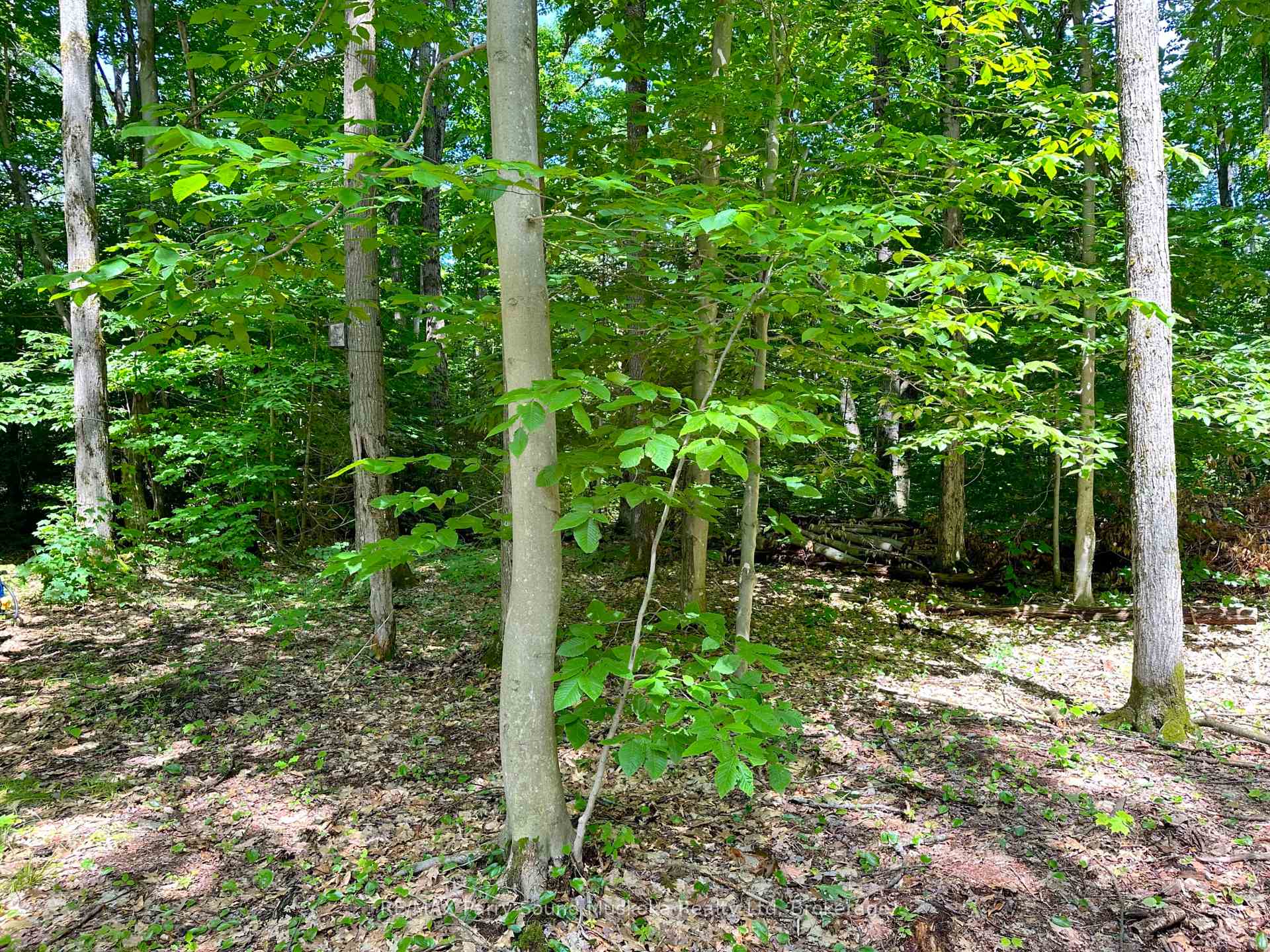 Photo 8 of 63 Sandy Plains Road, Seguin — HOMEH