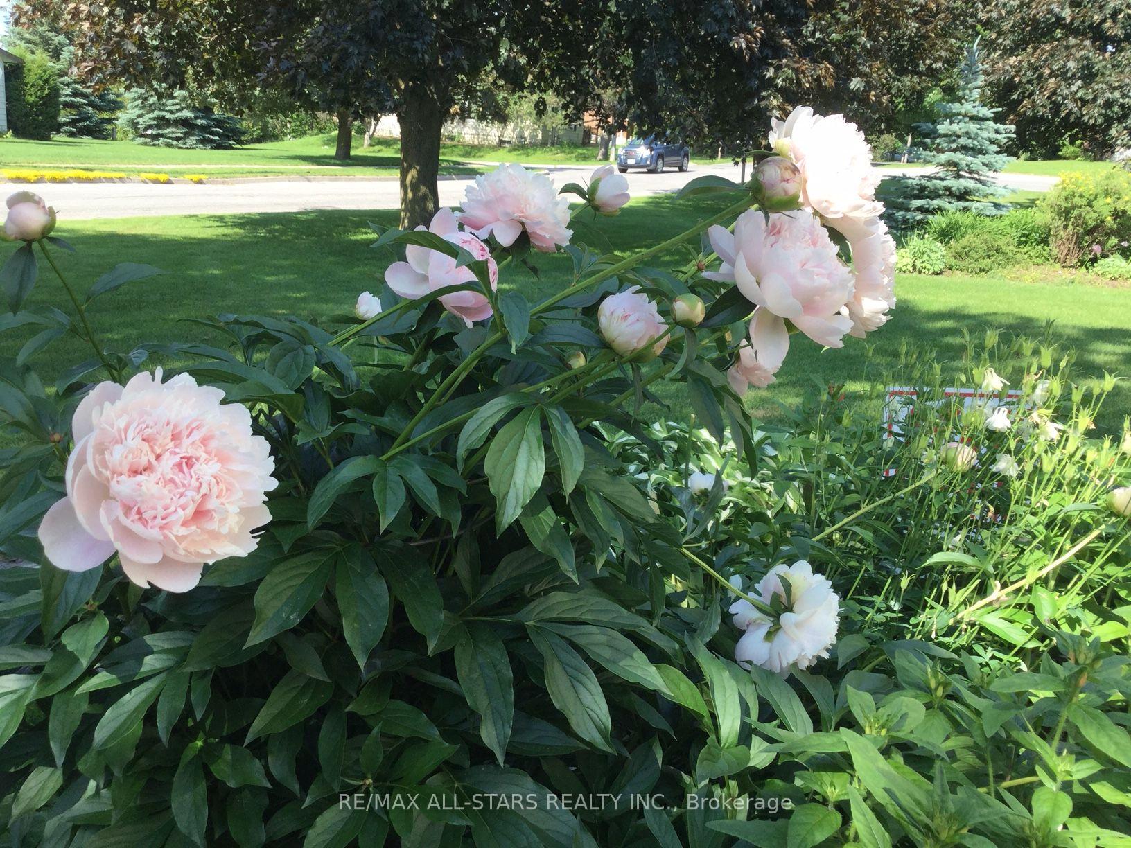 Photo 47 of 46 Allan Street, Scugog, Port Perry — HOMEH