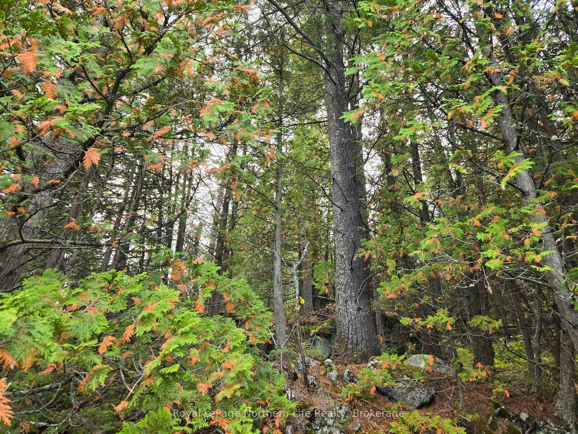 Photo 5 of PT Broken Lt 19 Con 4, Timiskaming, TIM - Outside - Rural — HOMEH