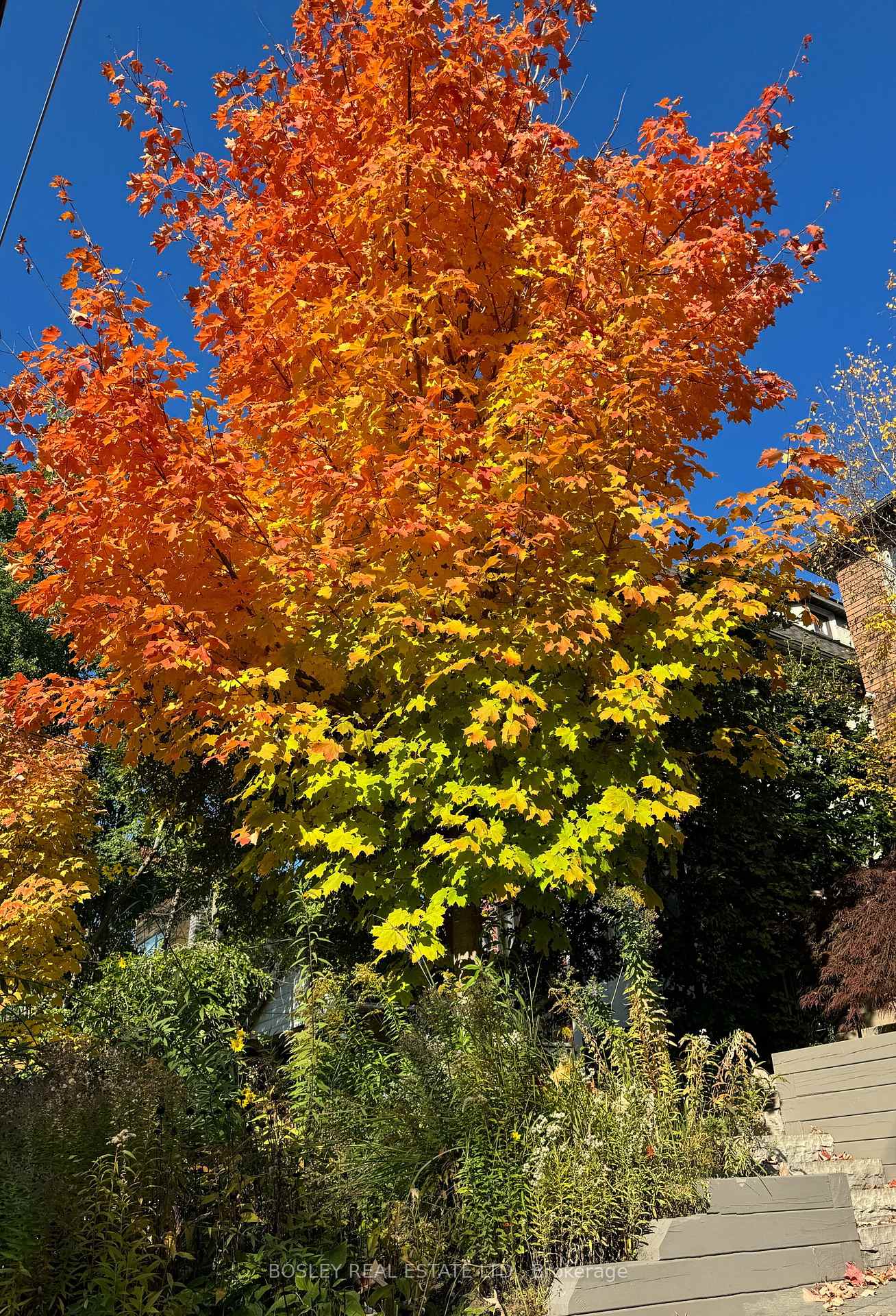 Photo 42 of 17 Cardiff Road, Toronto, Mount Pleasant East — HOMEH