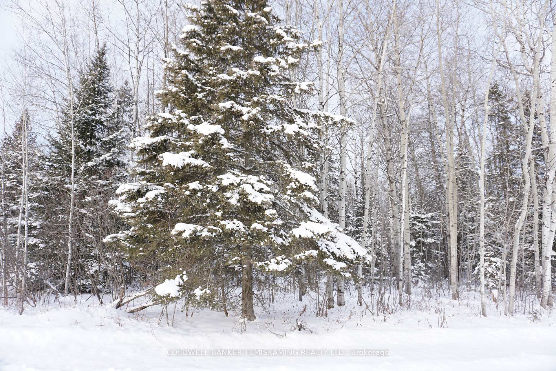 Photo 8 of LT3 C6 Barber Township Road, Timiskaming, TIM - Outside - Rural — HOMEH