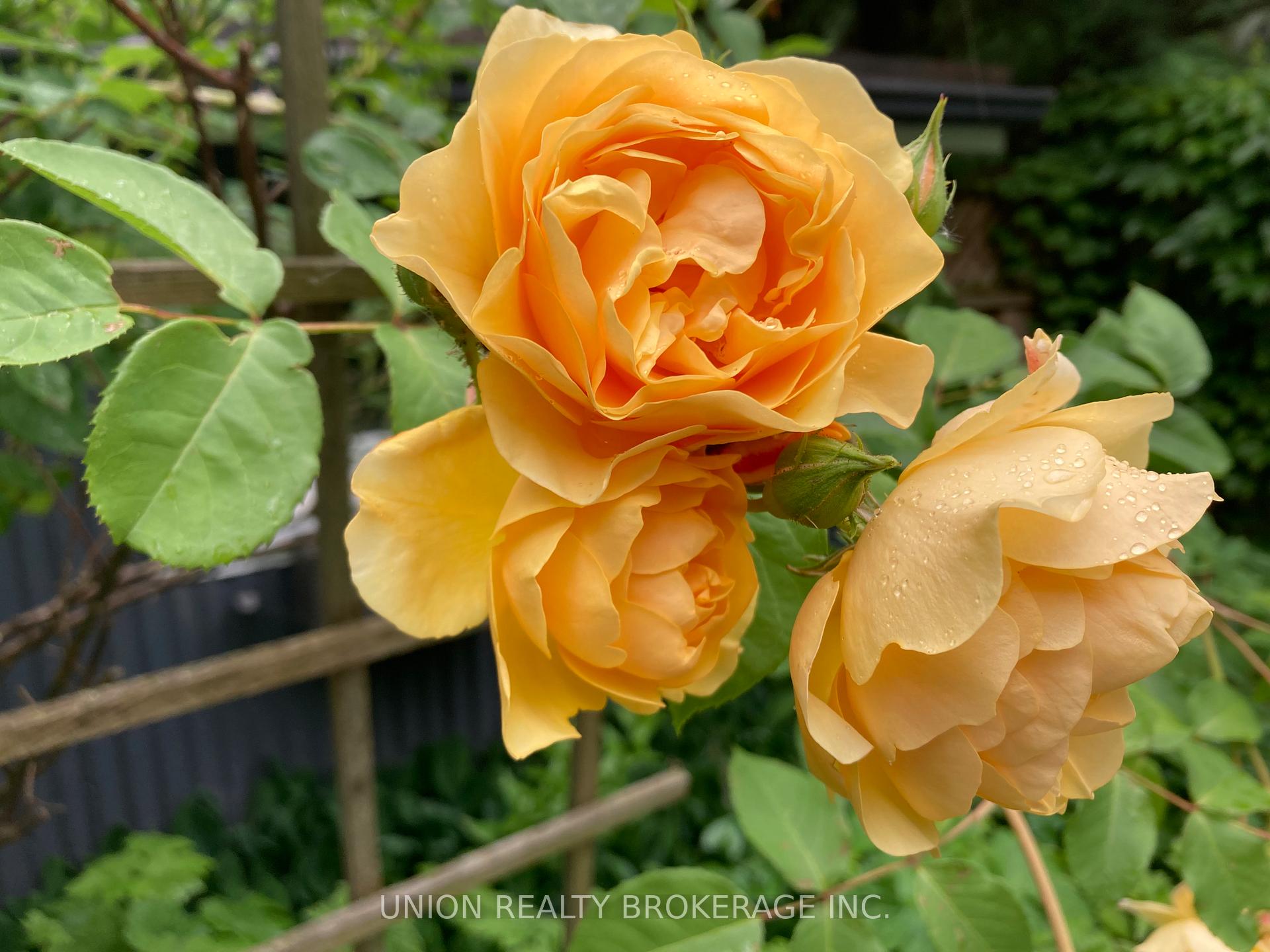Photo 26 of 76 Brooklyn Avenue, Toronto, South Riverdale — HOMEH