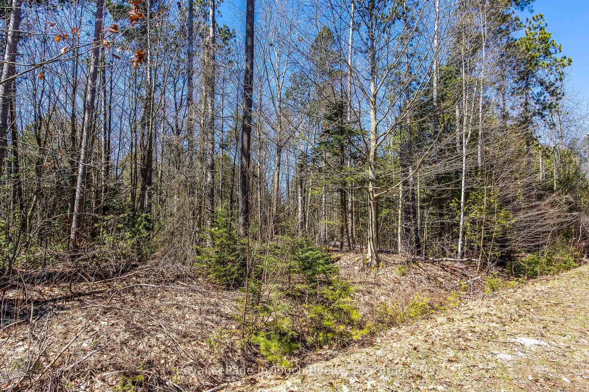 Photo 14 of LOT 1 Rue Karola Road, Tiny, Rural Tiny — HOMEH