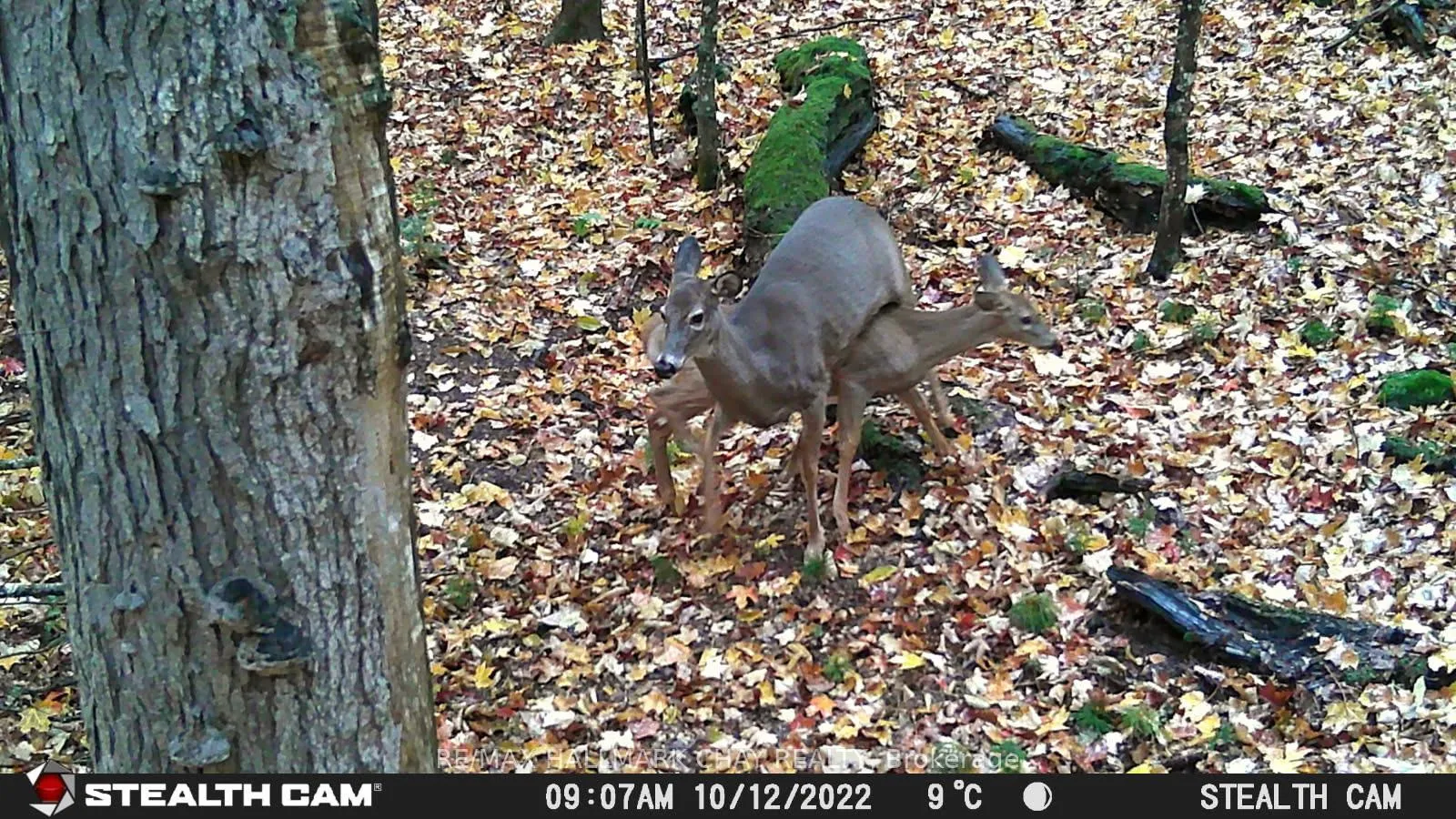 Photo 21 of PT LOTS 24 & 25 Con 5 Concession, Ryerson — HOMEH
