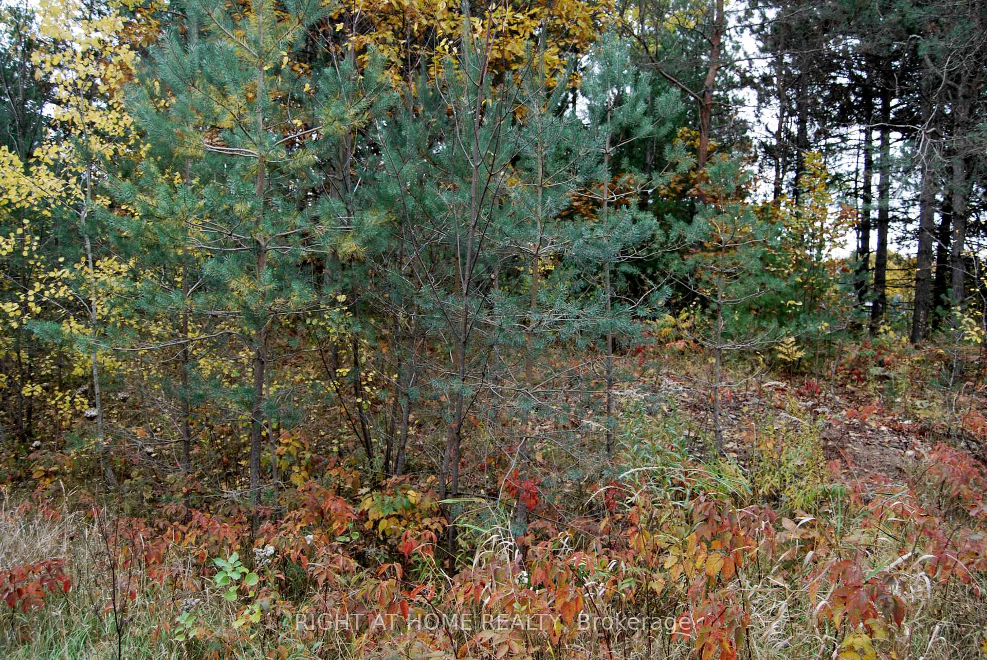 Photo 4 of Reynolds Road, Tiny, Wyevale — HOMEH