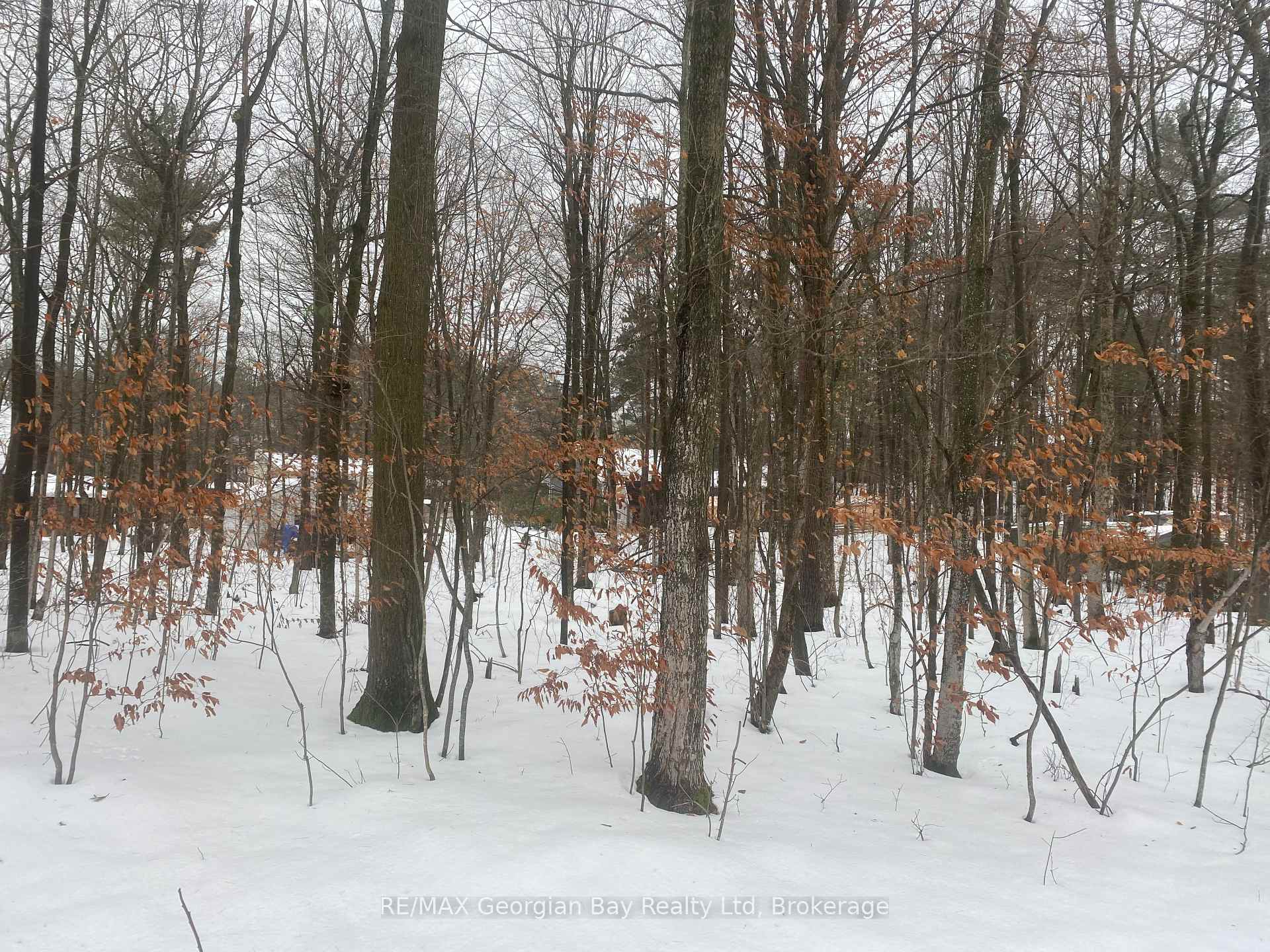Photo 1 of Lot 558 Forest Circle, Tiny, Rural Tiny — HOMEH