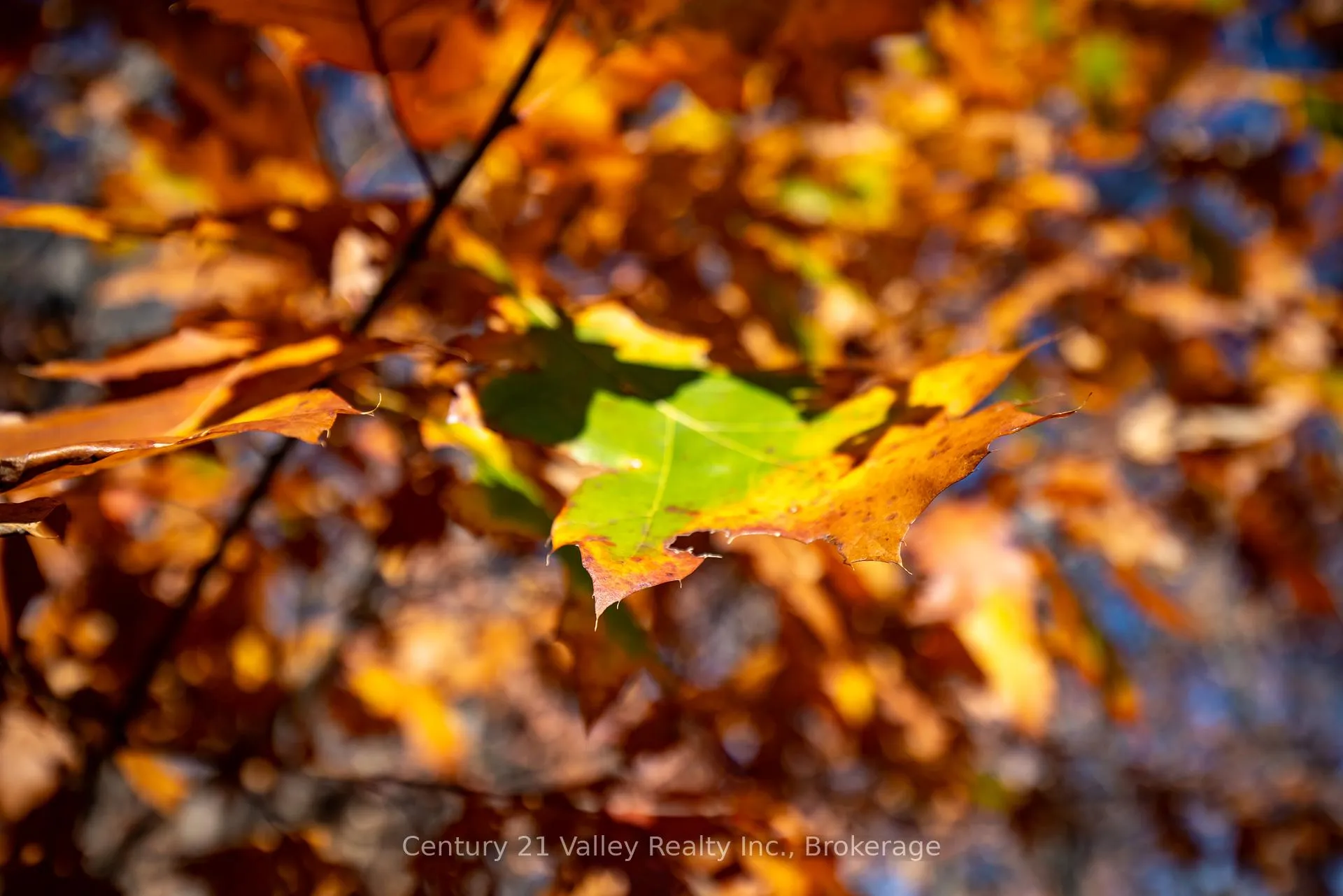 Photo 24 of Gorman Road, Bonnechere Valley, Eganville/Bonnechere Twp — HOMEH