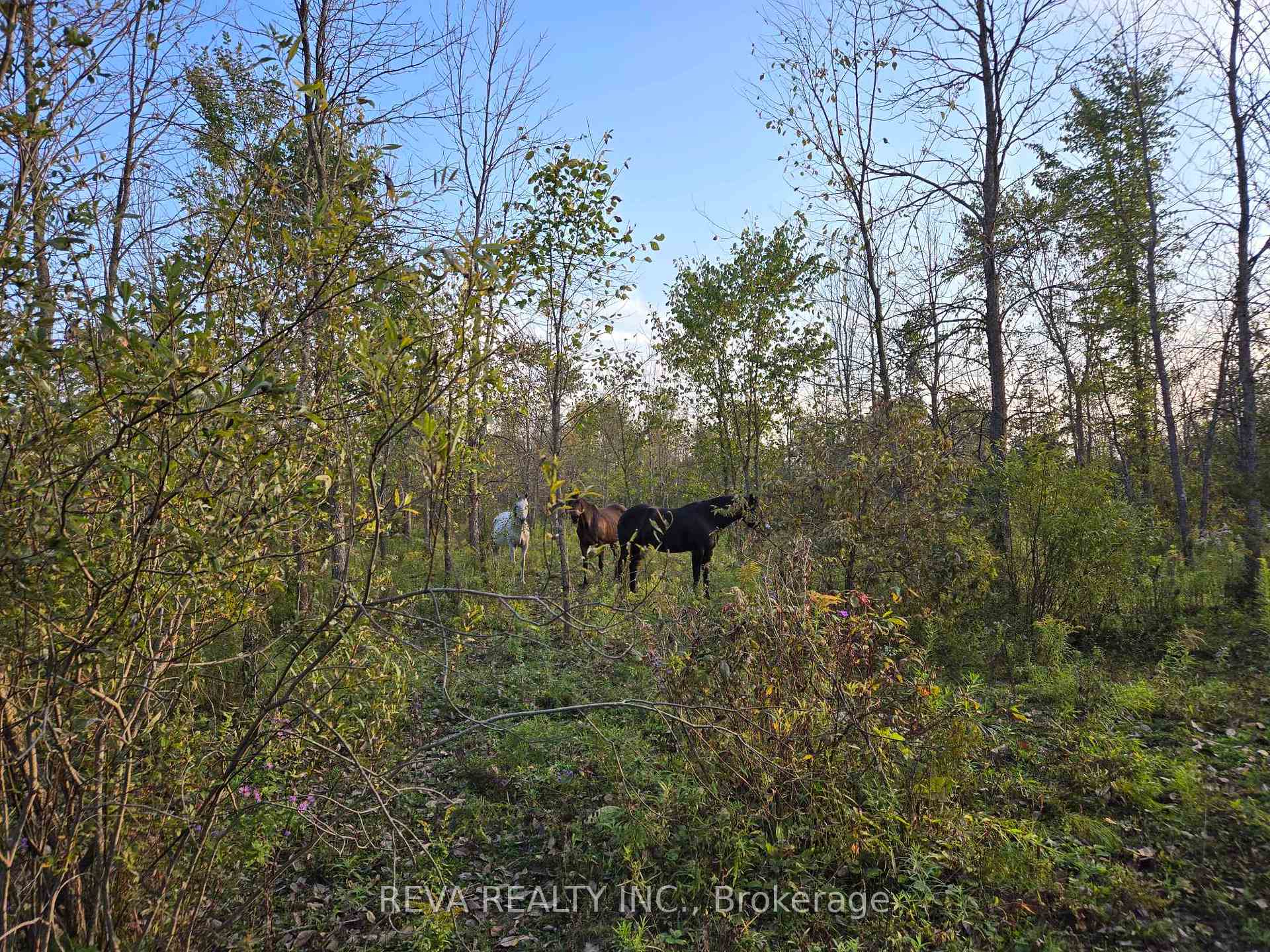 Photo 4 of 782 Shannon Road, Tyendinaga, Tyendinaga Township — HOMEH