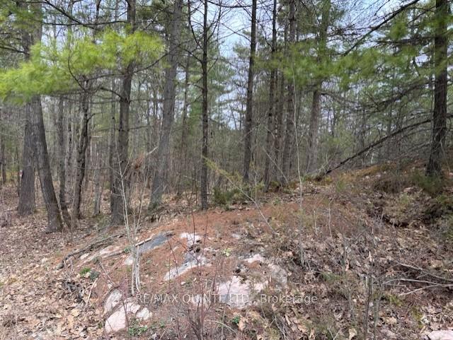 Photo 2 of 325 Bridgewater Road, Tweed, Hungerford (Twp) — HOMEH