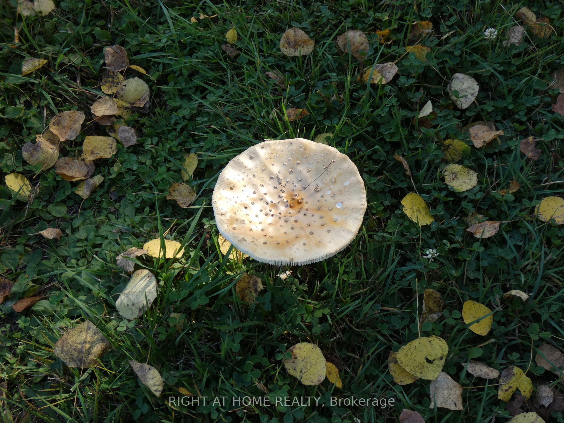 Photo 8 of Pt 2&4 Mcdonald Road, West Nipissing, Verner — HOMEH