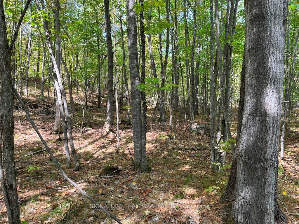 Photo 6 of Constant Lake Road, Bonnechere Valley, Eganville/Bonnechere Twp — HOMEH