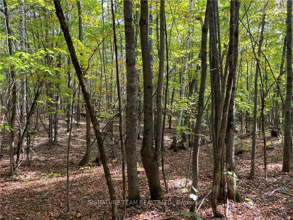 Photo 9 of Constant Lake Road, Bonnechere Valley, Eganville/Bonnechere Twp — HOMEH