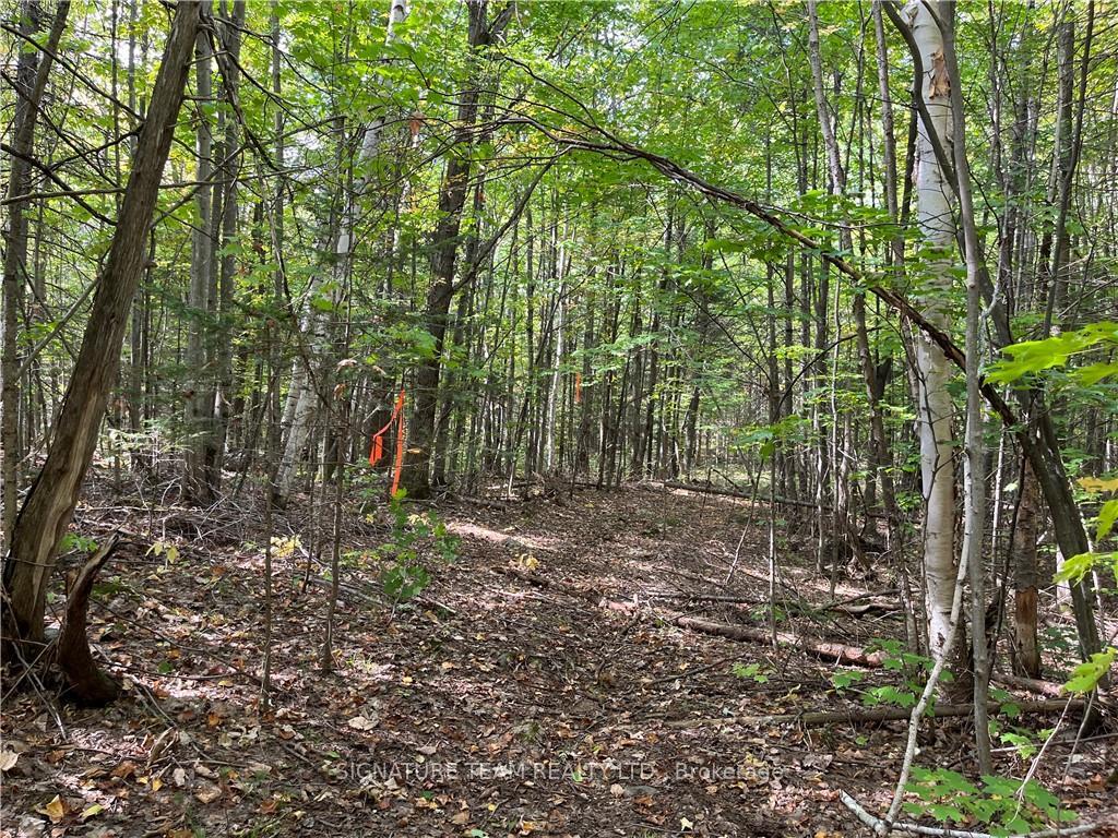 Photo 11 of Constant Lake Road, Bonnechere Valley, Eganville/Bonnechere Twp — HOMEH