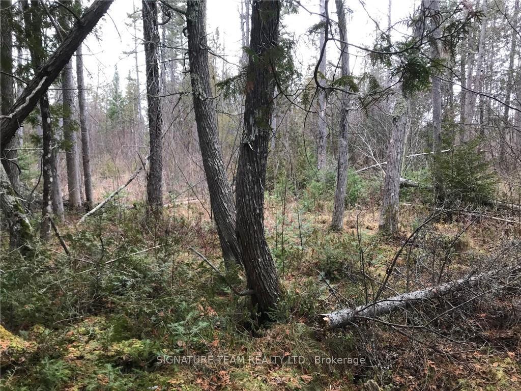 Photo 5 of LT 21 Corrigan Road, Bonnechere Valley, Eganville/Bonnechere Twp — HOMEH