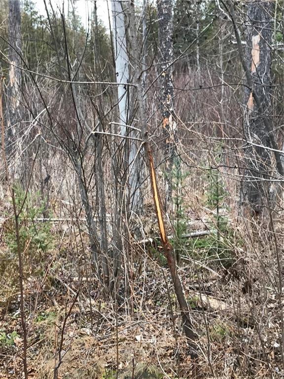 Photo 7 of LT 21 Corrigan Road, Bonnechere Valley, Eganville/Bonnechere Twp — HOMEH