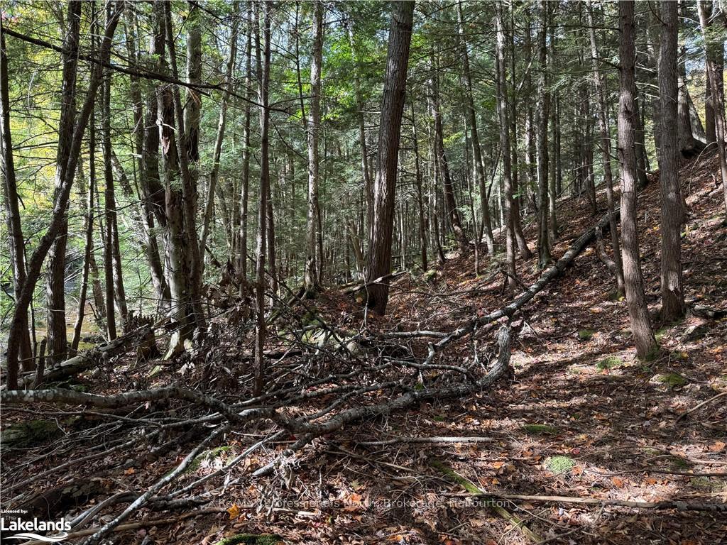 Photo 4 of LOT 16, Algonquin Highlands, Stanhope — HOMEH