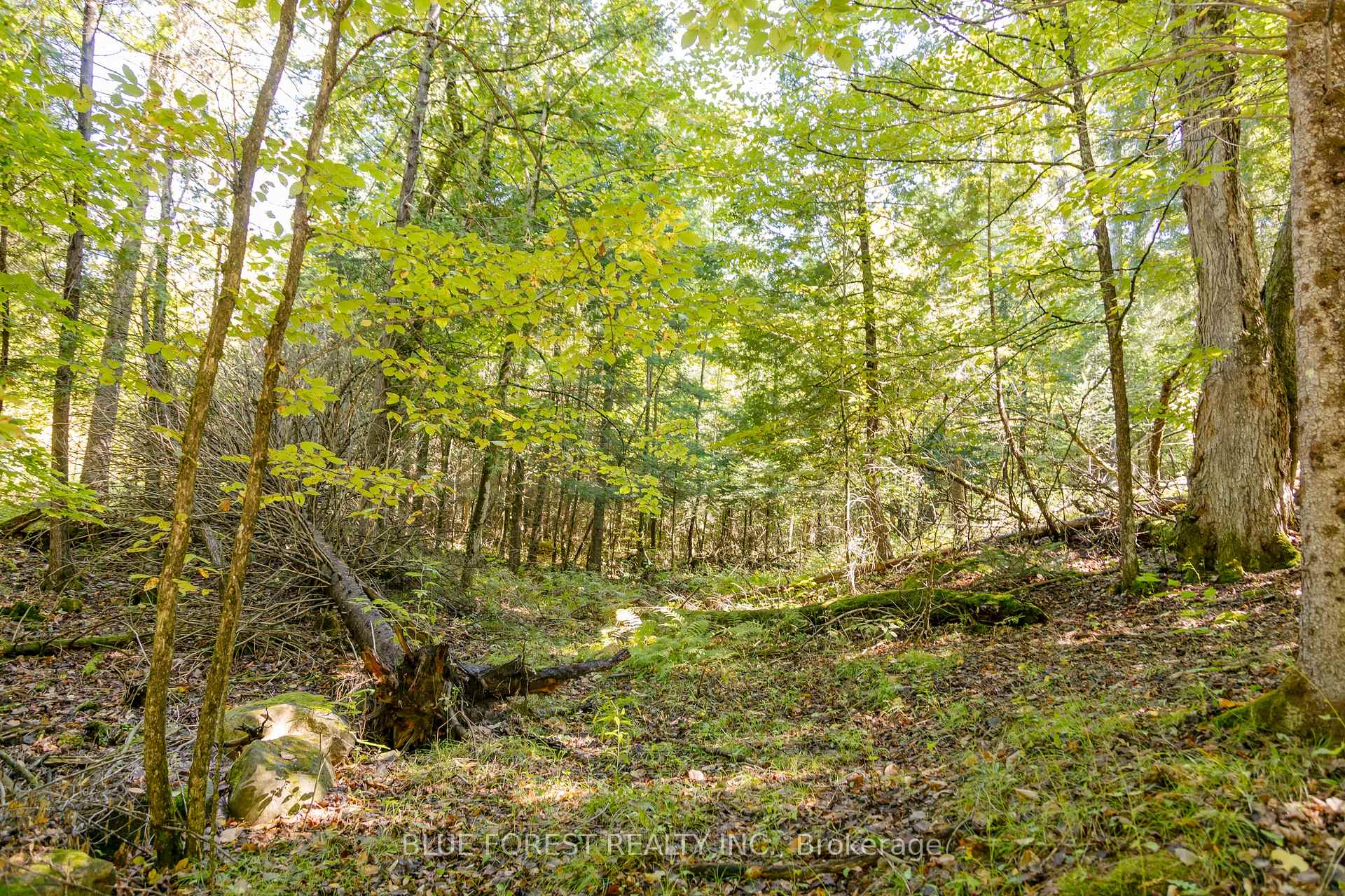 Photo 6 of lot 69 25th Line, Algonquin Highlands, Stanhope — HOMEH