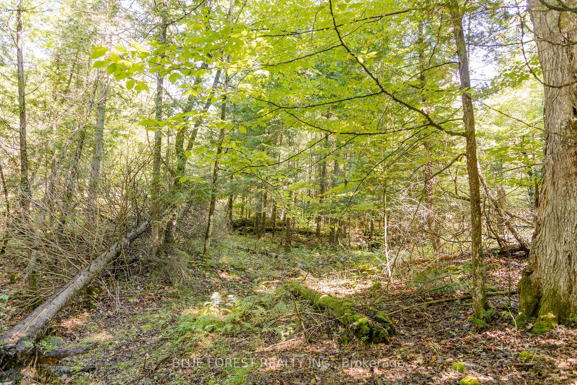 Photo 7 of lot 69 25th Line, Algonquin Highlands, Stanhope — HOMEH