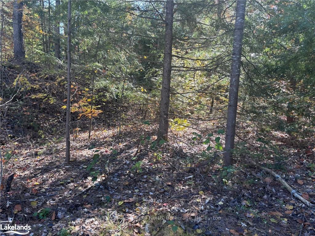 Photo 9 of LOT 3, Algonquin Highlands, Stanhope — HOMEH
