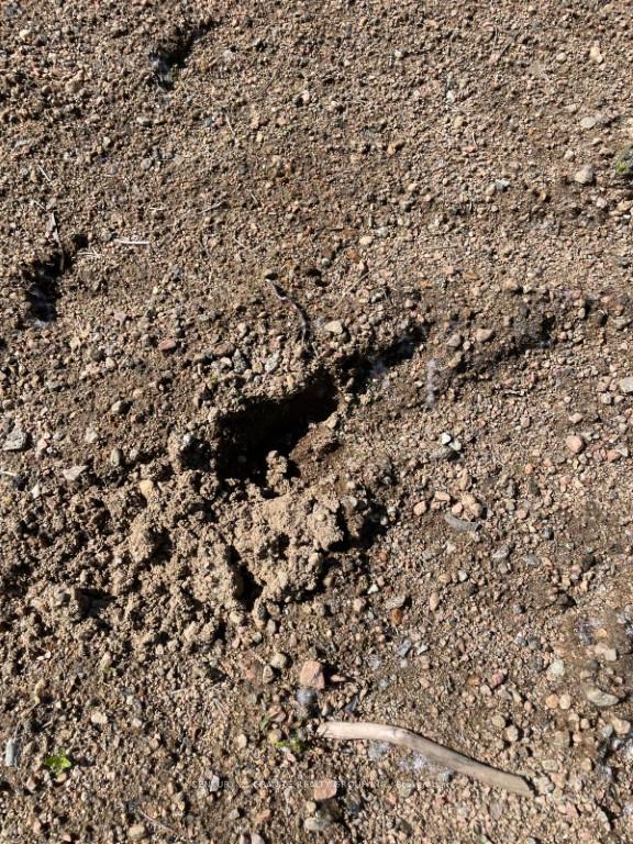 Photo 9 of 246 Chemaushgon Road, Bancroft, Bancroft Ward — HOMEH