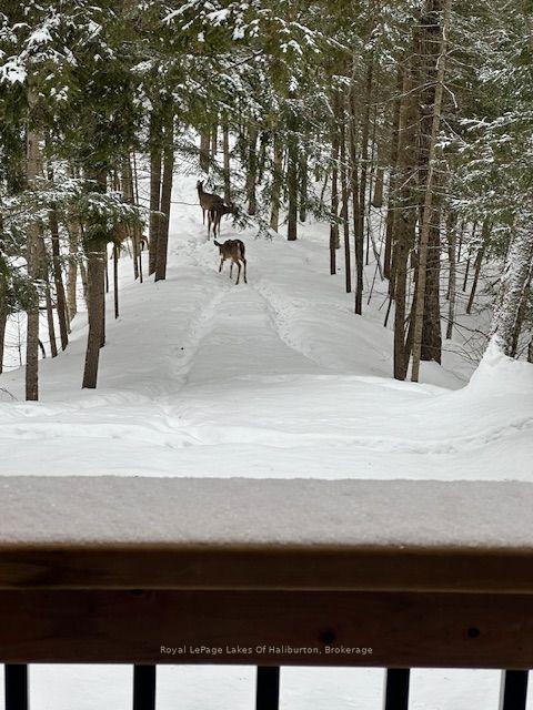Photo 43 of 1026 Pine Needle Trail, Algonquin Highlands, Stanhope — HOMEH
